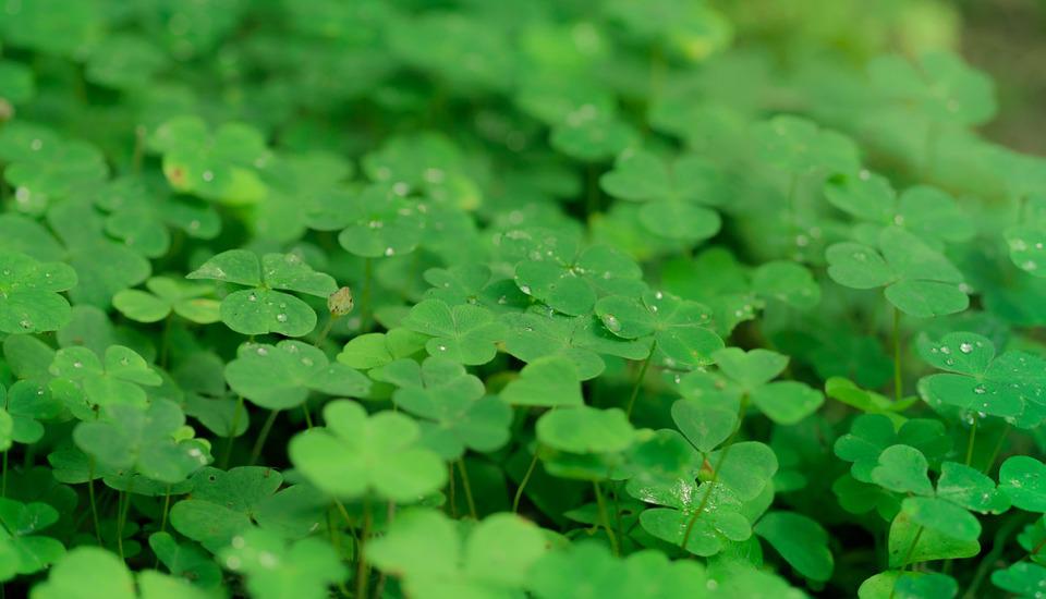 A shamrock plant is a common house plant. It is very easy to grow  